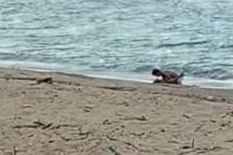 �Bikin Geger! Video Pantai Kuta Mandalika Viral, Sepasang Bule Lakukan Hubungan Badan di Pesisir Pantai!