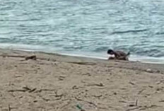 Bikin Geger! Video Pantai Kuta Mandalika Viral, Sepasang Bule Lakukan Hubungan Badan di Pesisir Pantai!